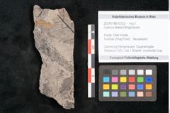 Foto (Objekt + Etikett) von Quercus deleta Ettingshausen (NHMW-GEO-2024-0188-10132)
